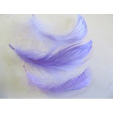 Poultry Feather